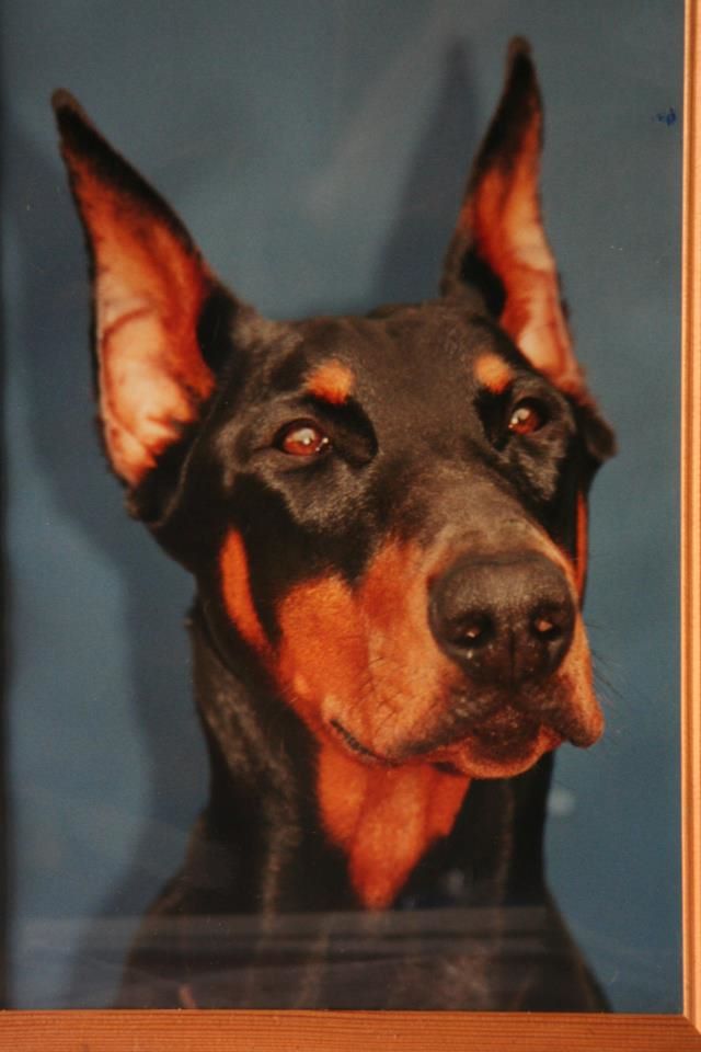 Accueil - Elevage von Hoëhenzoller - eleveur de chiens Dobermann