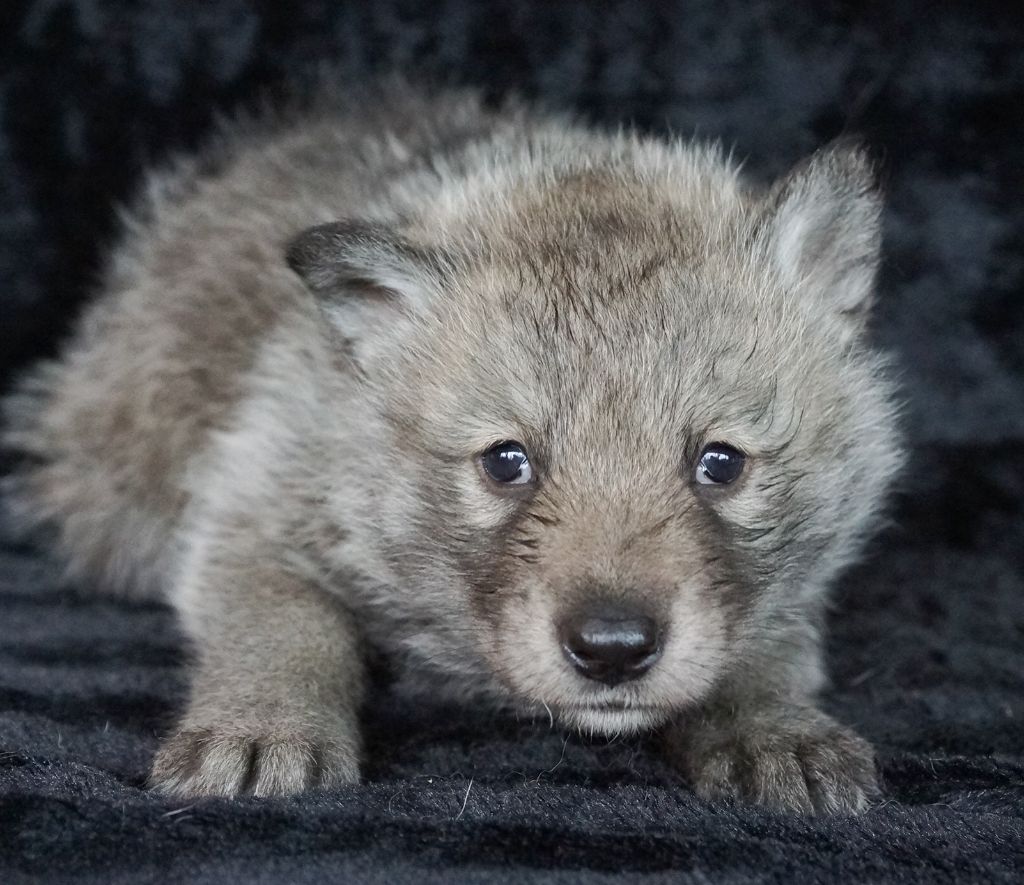 Accueil Canens Africae Elevage De Chiens Loups De