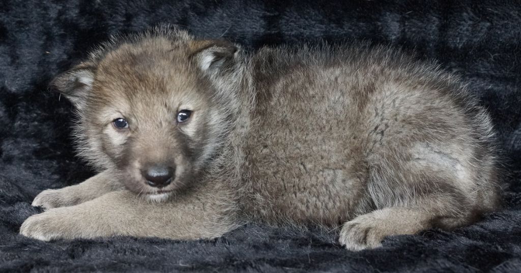 Accueil Canens Africae Elevage De Chiens Loups De