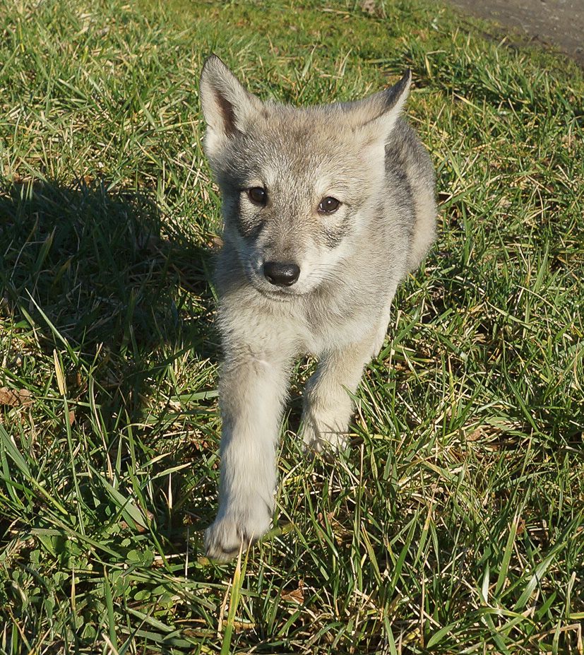 Accueil Canens Africae Elevage De Chiens Loups De Saarloos Et De Basenjis