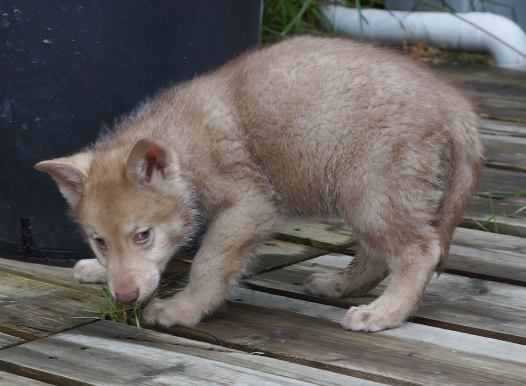 Accueil Canens Africae Elevage De Chiens Loups De