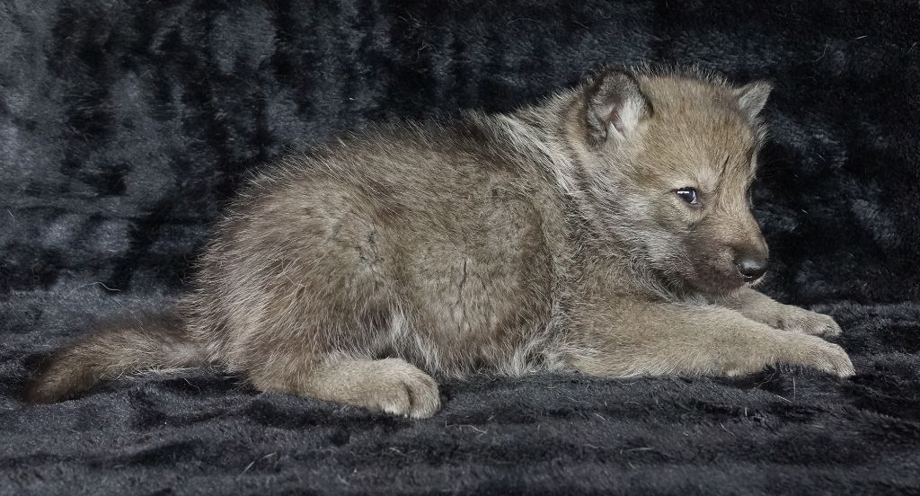 Accueil Canens Africae Elevage De Chiens Loups De