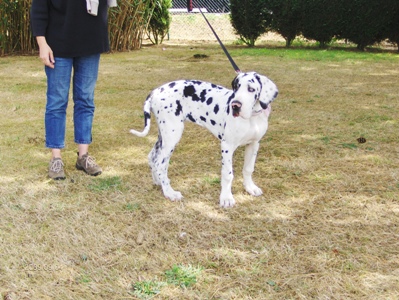 Emmeraude dite téquila du domaine de l'ostrevent