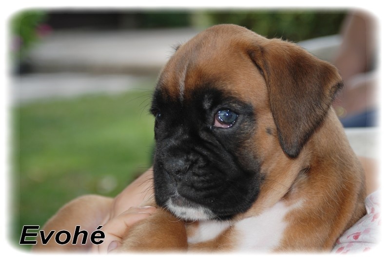 Chiot Elevage Des Laquets De Sencours Boxer Lof