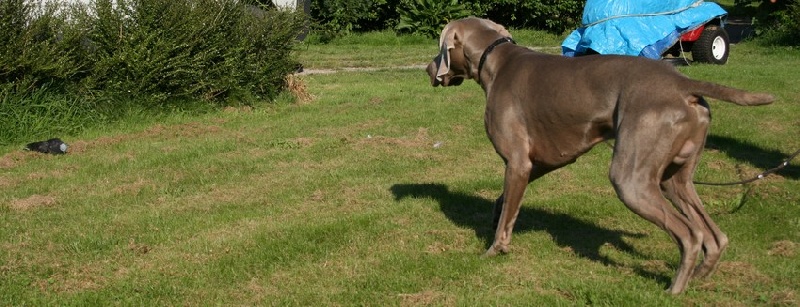 Bilbo baggins  du Gué aux Chevaux