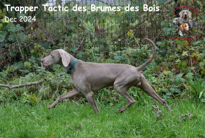 Trapper tactic Des brumes des bois