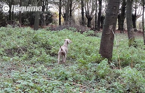 Des brumes des bois - Lagos à la chasse