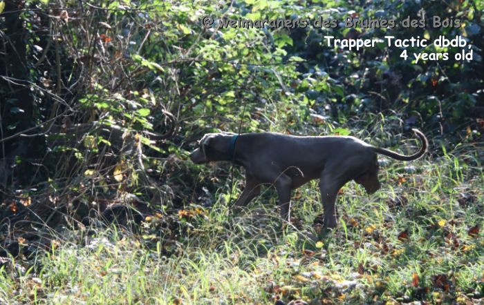 Trapper tactic Des brumes des bois