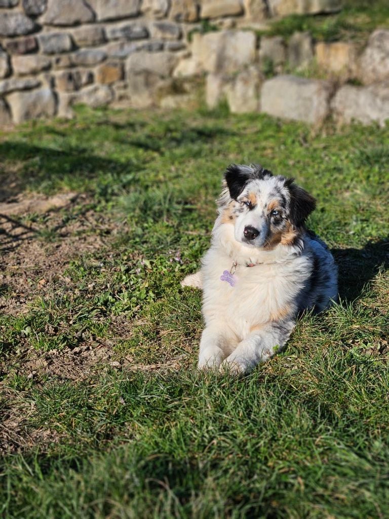 Victime de la mode du domaine de la Camosciara