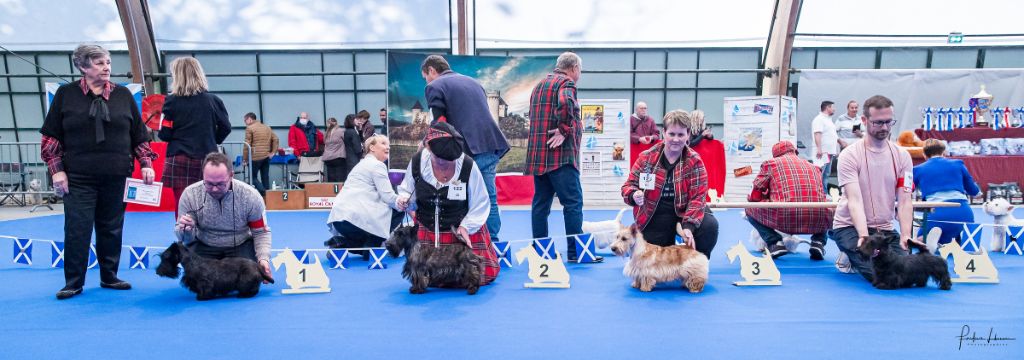 Valentine's day du Clan des Petits Colonels