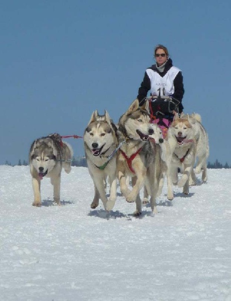 Dhamya De la plaine du yukon