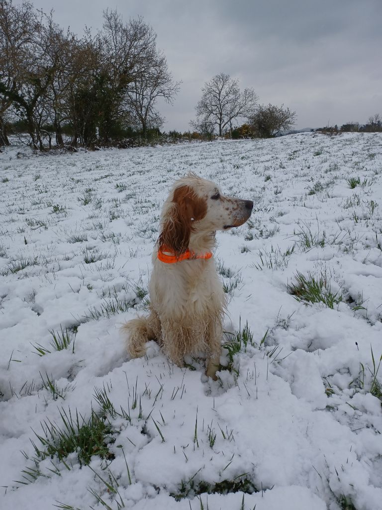 Penny de la hêtraie pourpre