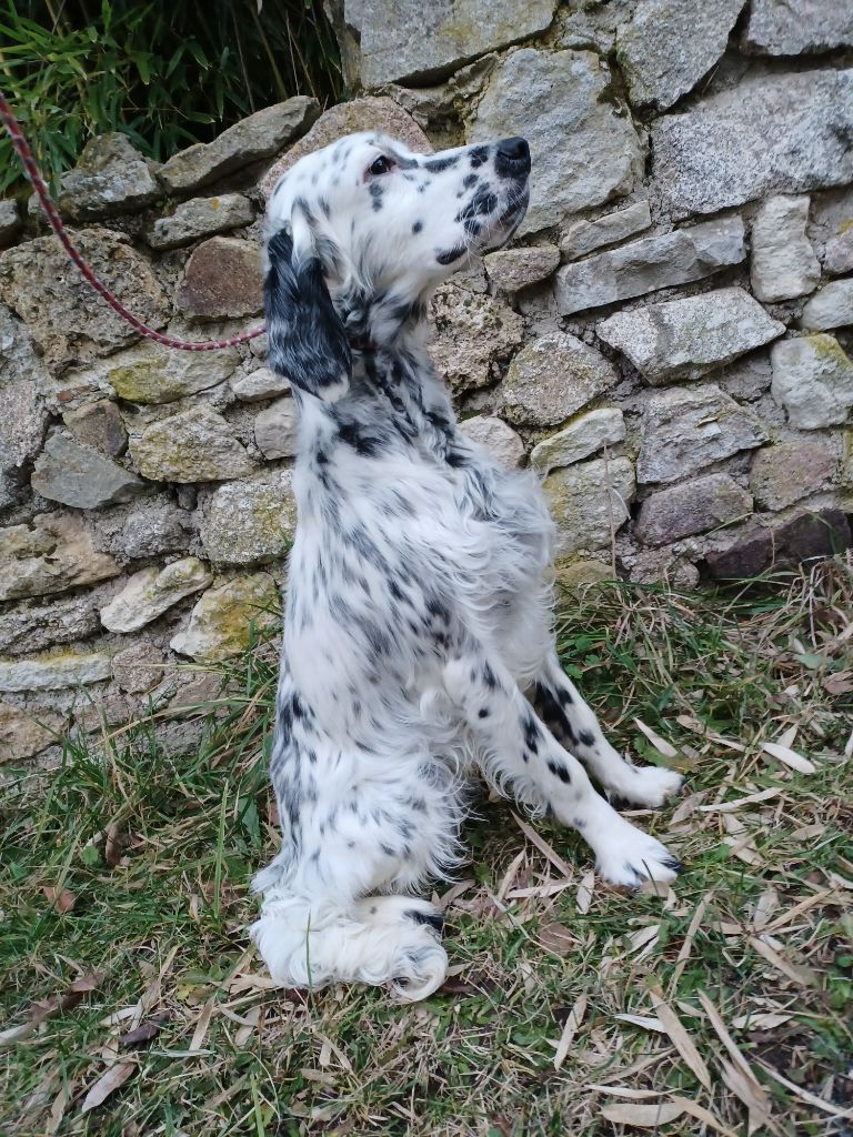 Scud de la hêtraie pourpre