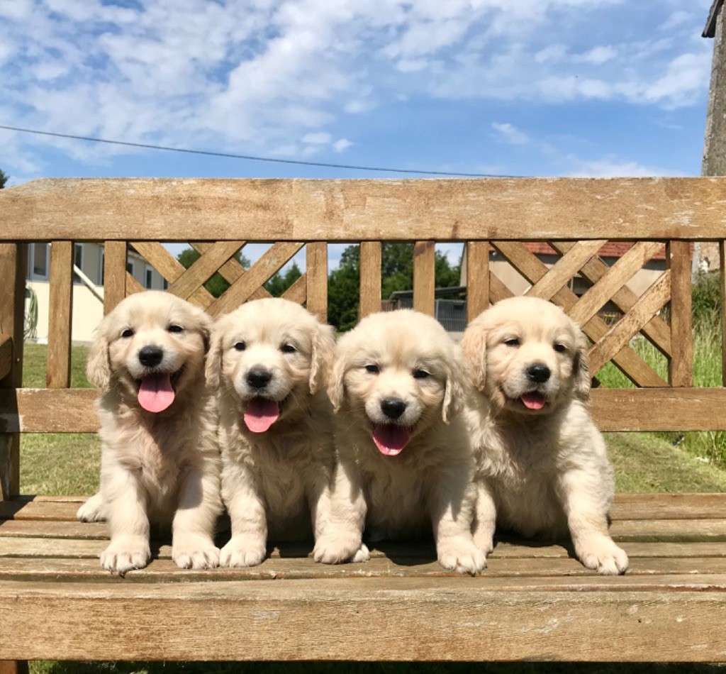 Accueil - Elevage De La Gabrière - Eleveur De Chiens Golden Retriever