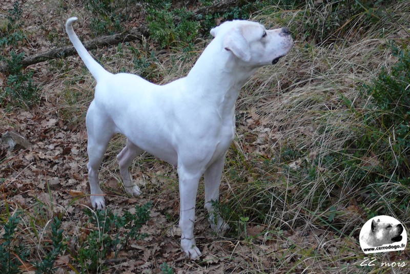 Chacha del Cerro del Diablo Blanco