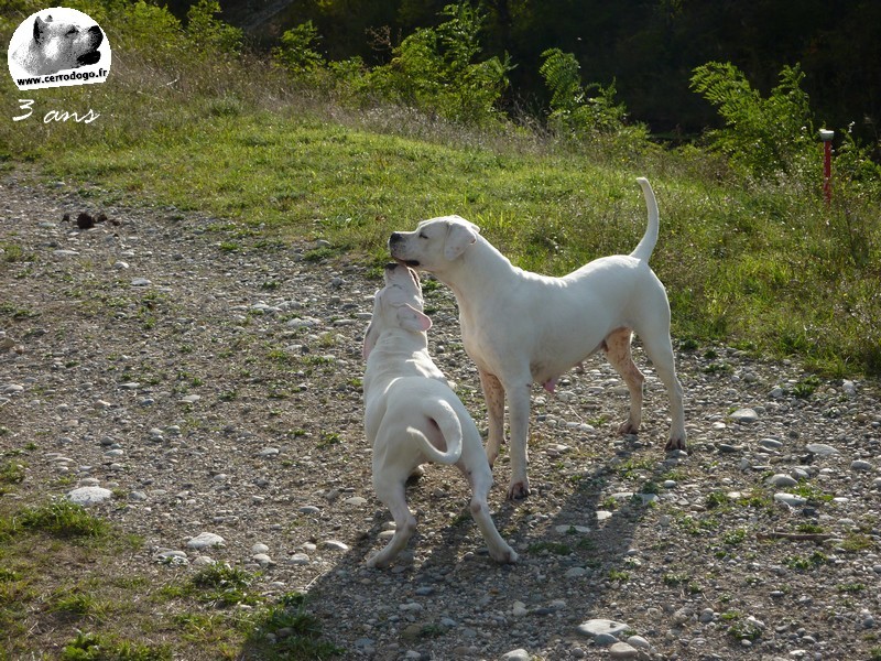 Chacha del Cerro del Diablo Blanco