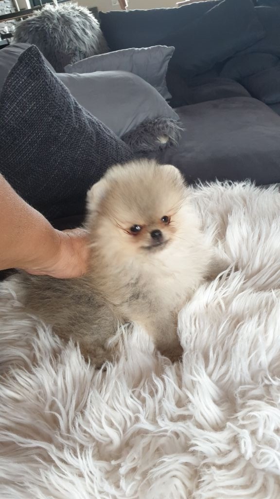 Chiot Spitz allemand, Pistache mini pomeranian, mâle