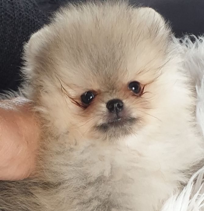 Chiot Spitz allemand, Pistache mini pomeranian, mâle