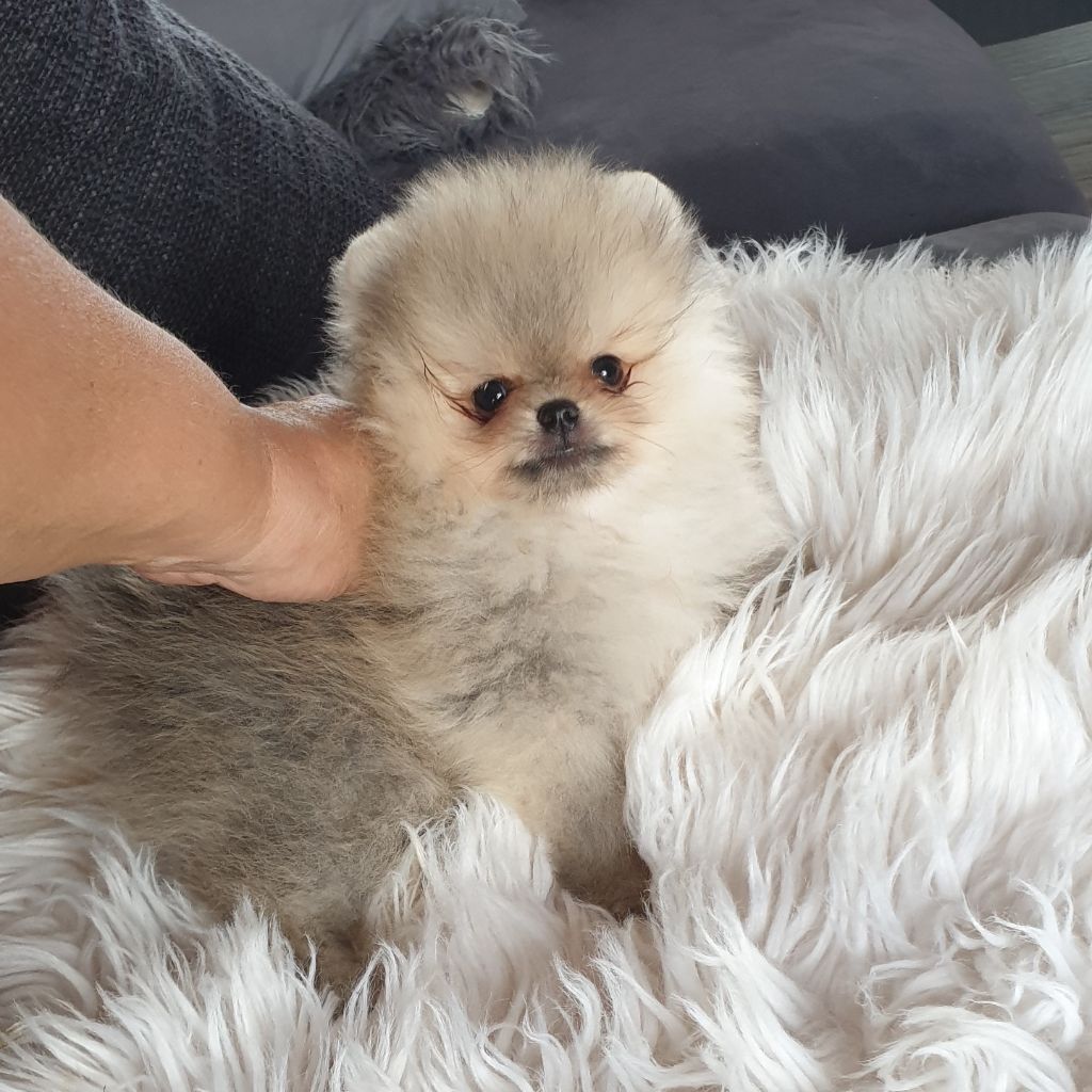 Chiot Spitz allemand, Pistache mini pomeranian, mâle