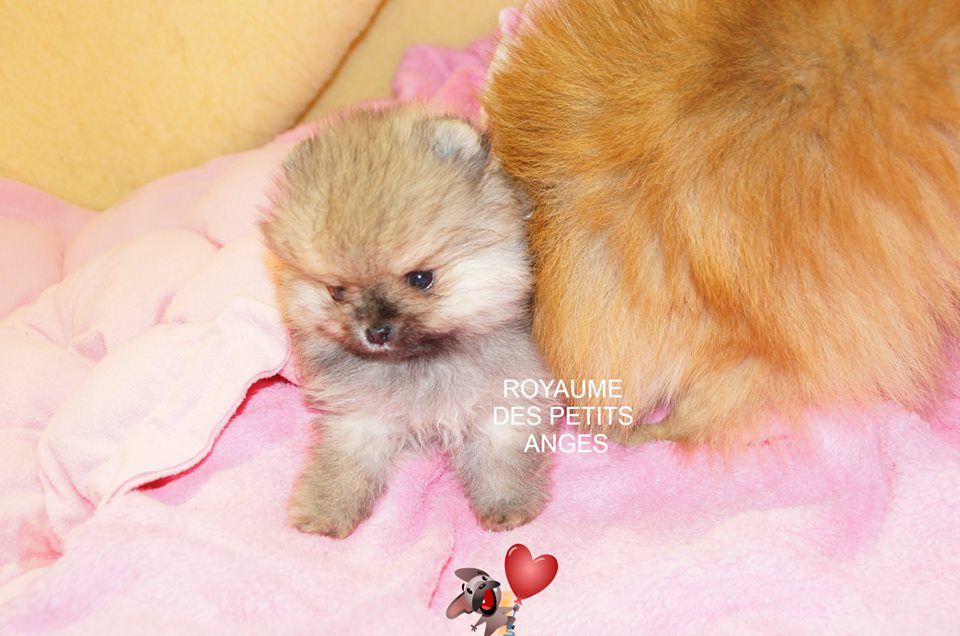 Chiot Elevage Du Royaume Des Petits Anges Spitz Pomeranian