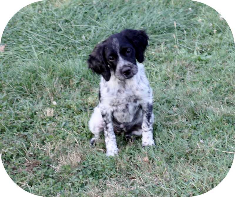 épagneul breton blanc et noir - vente de chiot épagneul breton