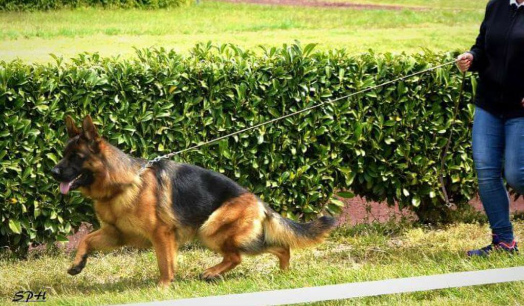 Accueil - Elevage Des terres de peyrière - eleveur de chiens 