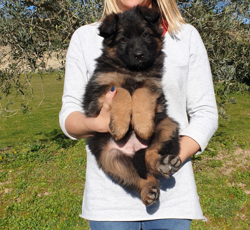 Chiot Berger Allemand Poil Long 2 Mois Chiot - Elevage Des terres de peyrière - eleveur de chiens Berger