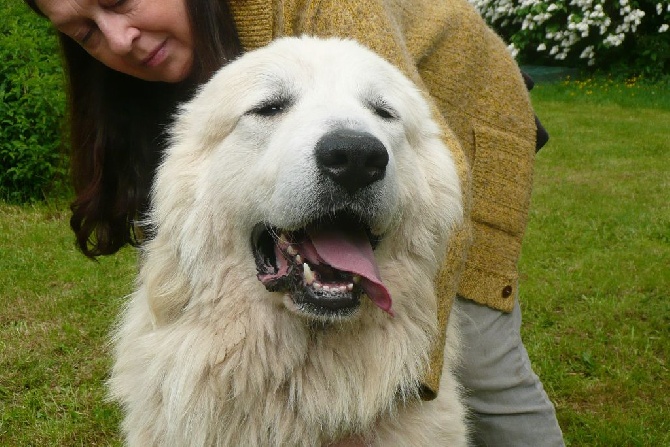 Accueil Chien De Montagne Des Pyrenées Elevage De La