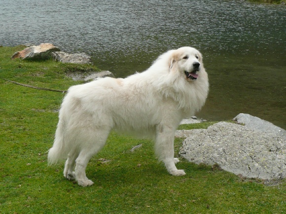 Accueil Chien De Montagne Des Pyrenées Elevage De La