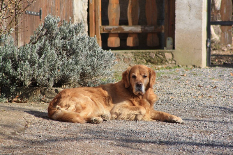 Reglisse (Sans Affixe)