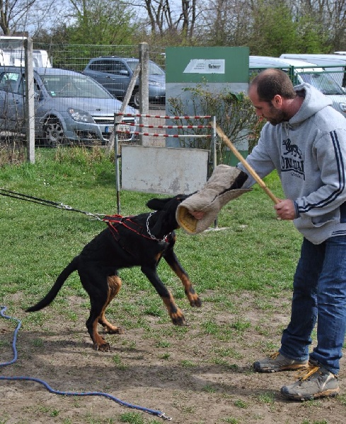 Lycan des Marais de Saint-Gratien