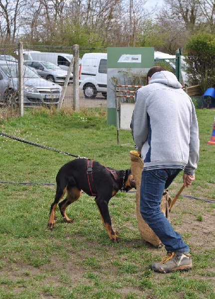 Lycan des Marais de Saint-Gratien