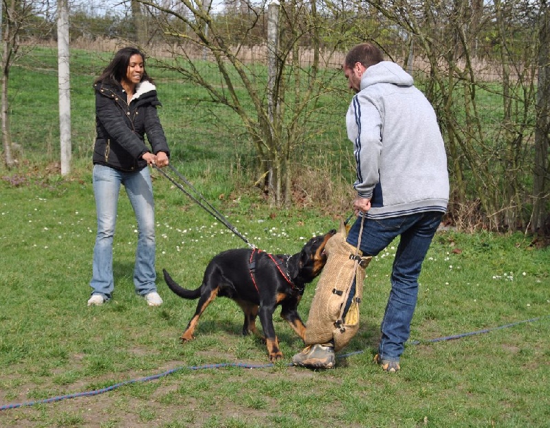 Lycan des Marais de Saint-Gratien