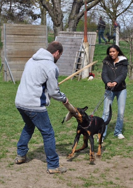 Lycan des Marais de Saint-Gratien