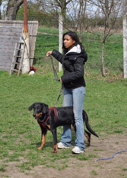 Lycan des Marais de Saint-Gratien