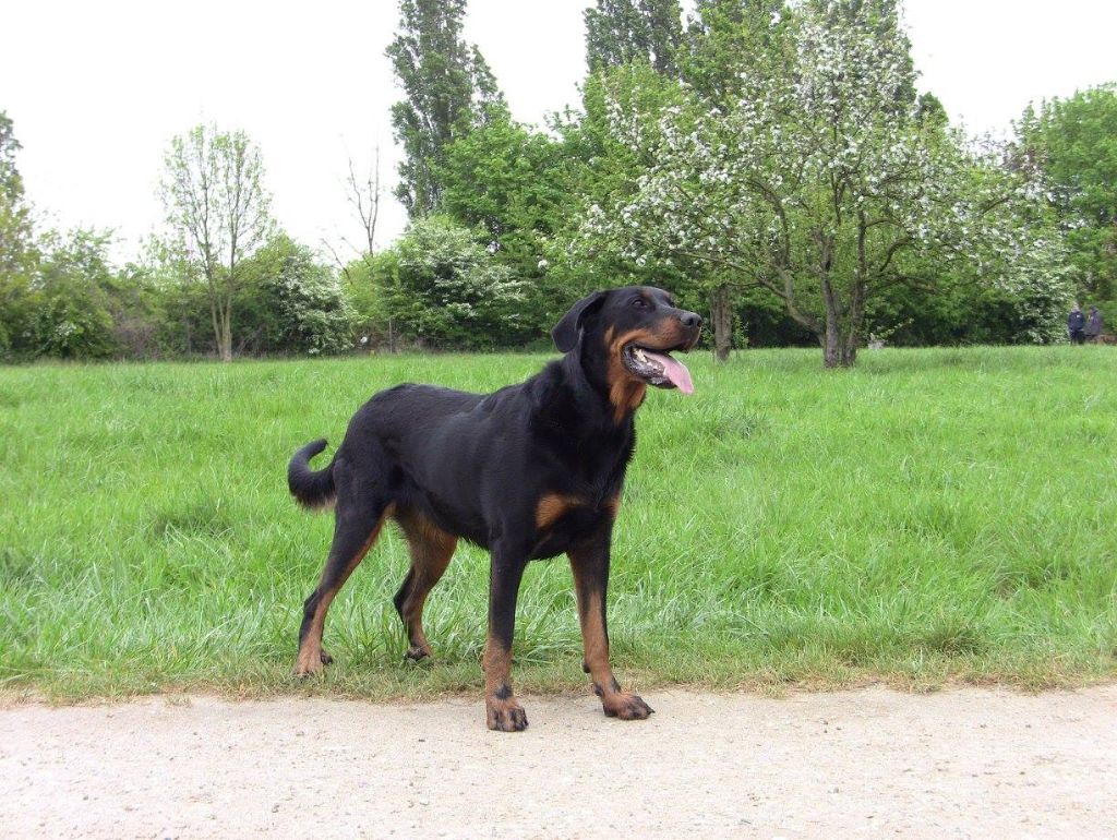 Laïka des Marais de Saint-Gratien