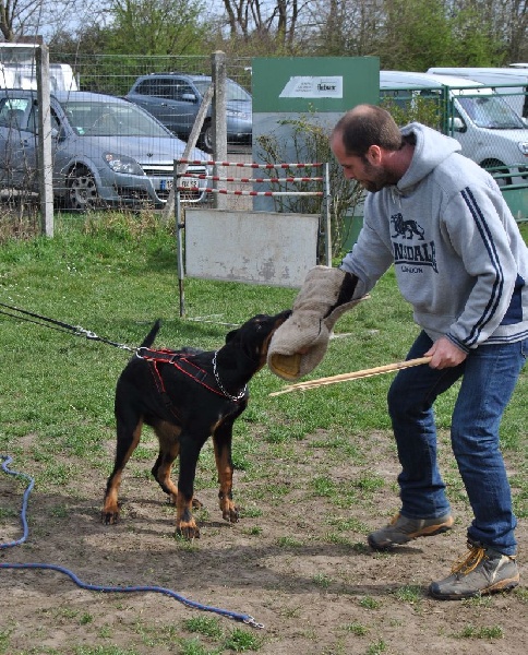 Lycan des Marais de Saint-Gratien