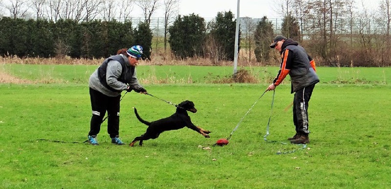 Lypton dit trigger des Marais de Saint-Gratien