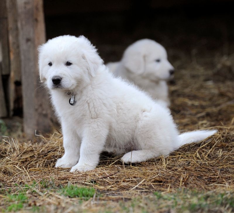 Chiot Berger De La Maremme Et Des Abruzzes Jago Mâle