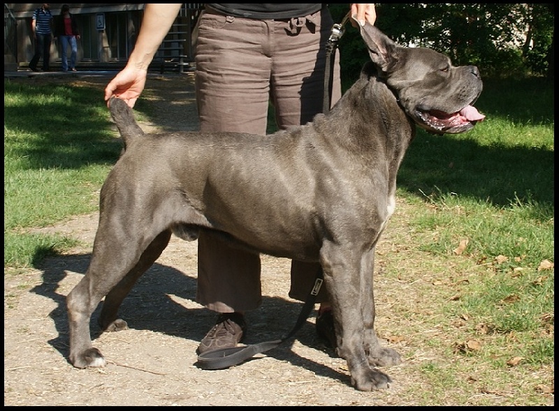 Chiot Elevage De Cane Corso