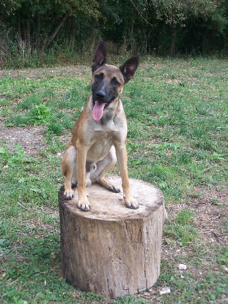 Djump de la jeune forêt