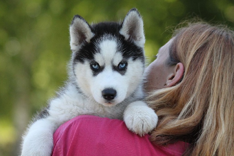 Chiot Elevage D Isarudy Eleveur De Chiens Siberian Husky