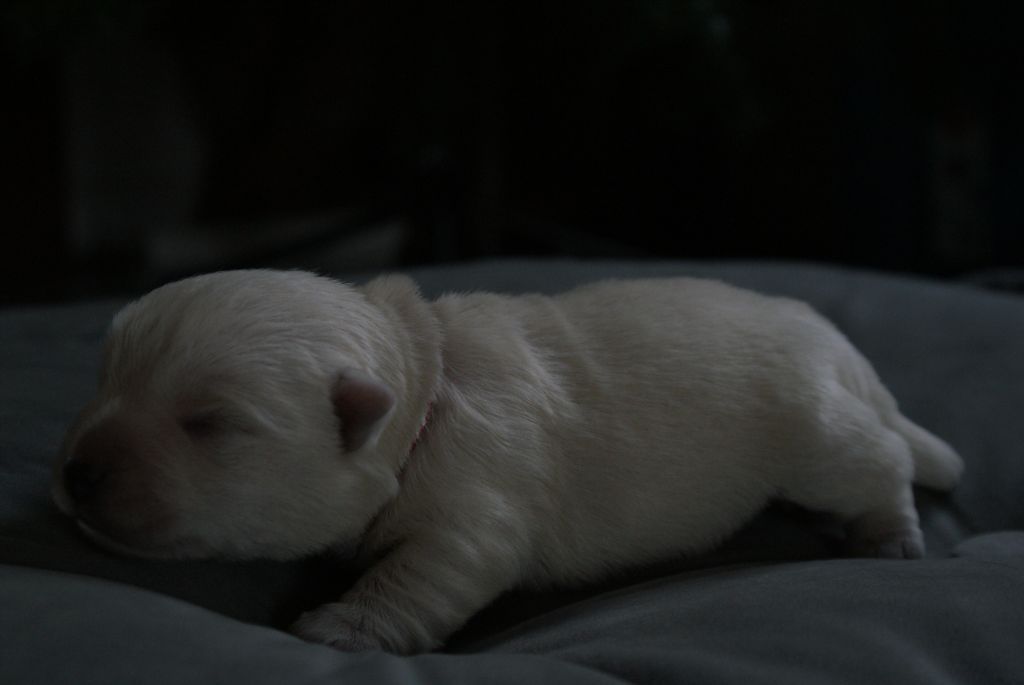 Chiot West Highland White Terrier Femelle Collier Rouge D Isarudy