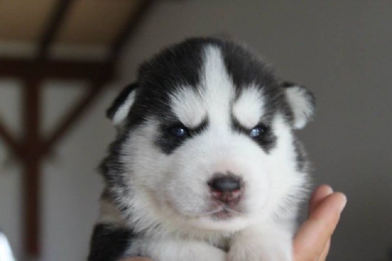 Chiot Elevage D Isarudy Eleveur De Chiens Siberian Husky