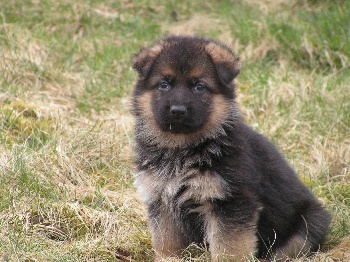 Accueil Elevage Mondials Dogue Eleveur De Chiens Berger