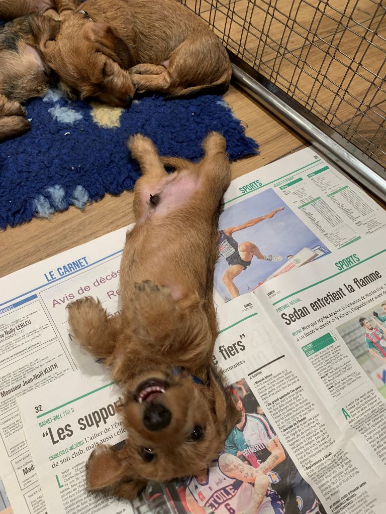 Tous Nos Chiots Vendre De Race Teckel Poil Dur En France