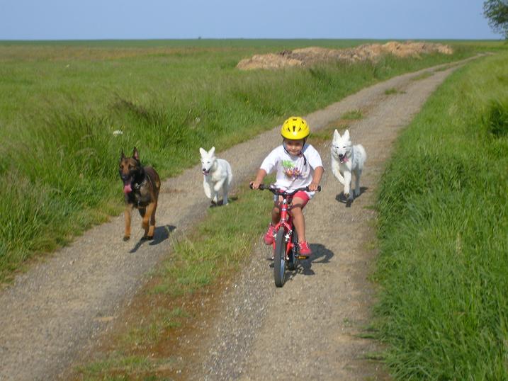 Photo Elevage Des Loups De La Fontaine Eleveur De Chiens