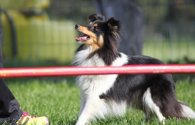 Gioia black star Du Grand Champ D' Aubertans