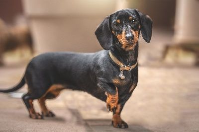 Tous Nos Chiots A Vendre De Race Teckel Poil Ras En France