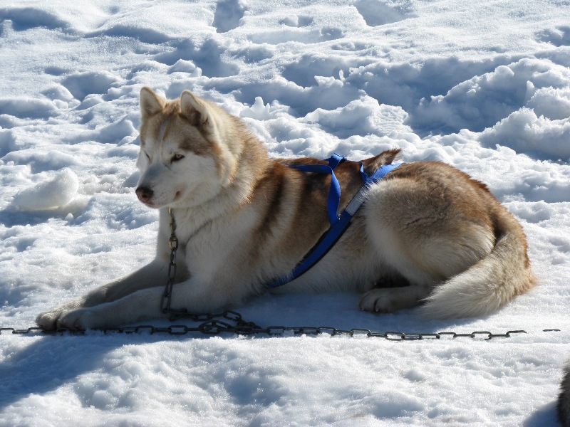 Amarok des reves de neige